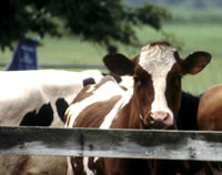 cows milk
